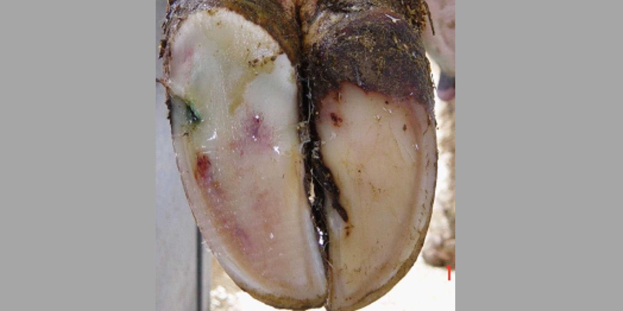 Cow’s thin soles and over trimming: they go hand in hand